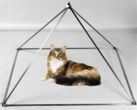 Cat in a pyramid